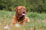 DOGUE DE BORDEAUX 062